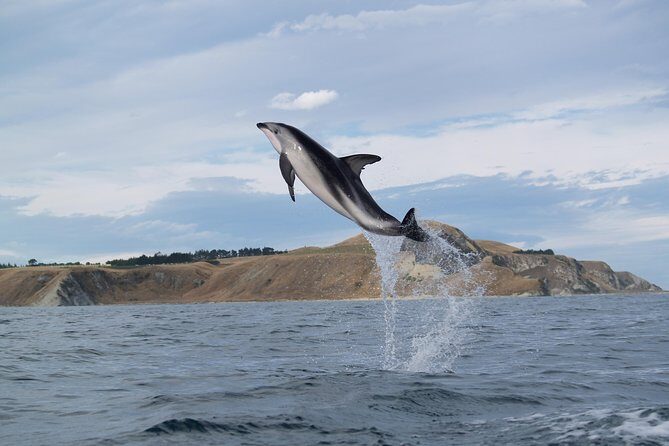 Wildlife Sea Kayaking Tour - Kaikoura - Final Thoughts