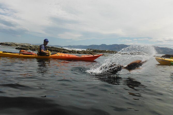 Wildlife Sea Kayaking Tour - Kaikoura - FAQs