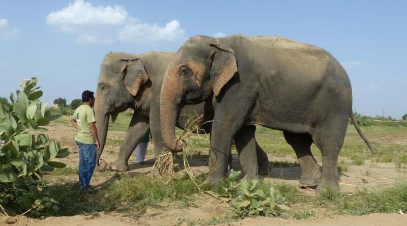 Wildlife SOS Elephant Sanctuary & Taj Mahal Tour from Delhi - Wildlife SOS Elephant Sanctuary & Taj Mahal Tour from Delhi