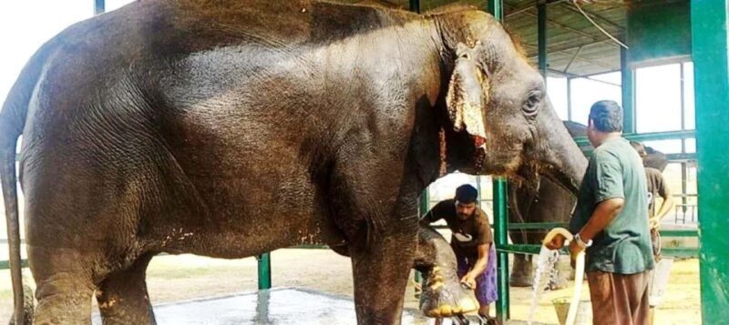 Wildlife SOS Elephant Sanctuary & Taj Mahal Tour from Delhi - Final Thoughts