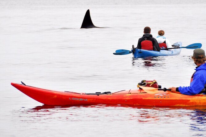 Wildlife Spotting Kayak Adventure on Orcas Island - An In-Depth Look at the Wildlife Kayak Adventure