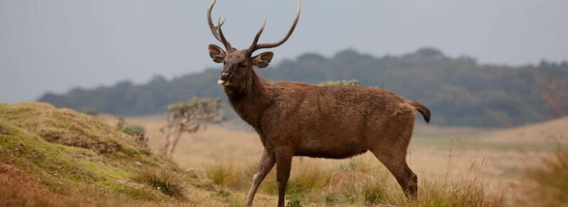 Wildlife Sri Lanka: 10-Day All-Inclusive Luxury Tour - Exploring the 10-Day Sri Lanka Wildlife Tour in Detail