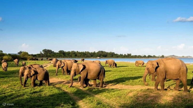 Wildlife Sri Lanka: 10-Day All-Inclusive Luxury Tour - What Makes This Tour Stand Out