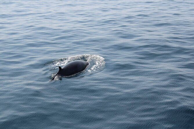 Wildlife Tour - The Experience: From Coastline to Creatures