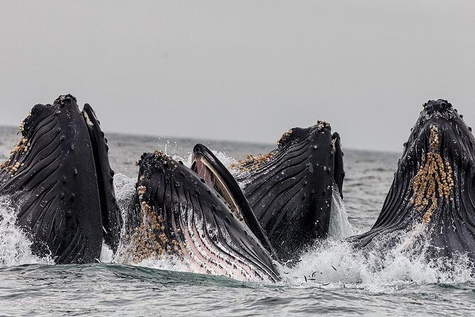 Wildlife Viewing and Whale Watching Quest - Key Points