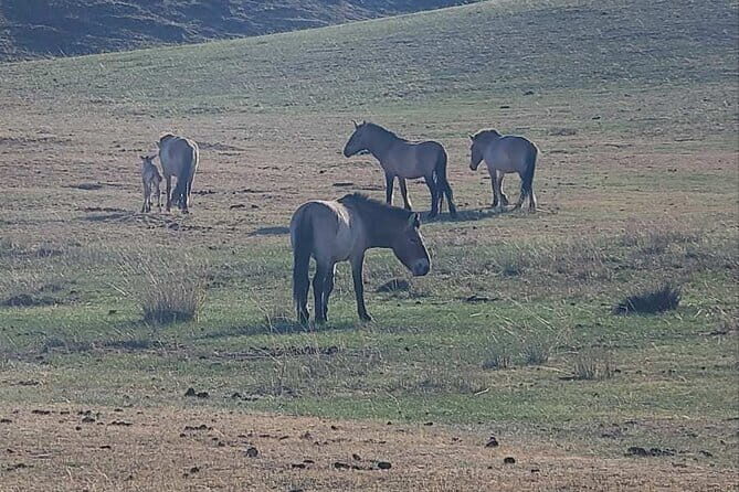 Wildlife Watching Day Tour at Hustai National Park - Exploring Hustai National Park: What to Expect