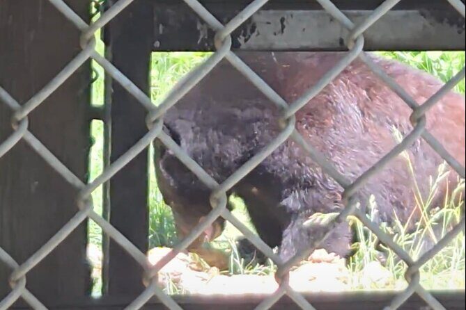 Wildlife, Waterfalls, Caves, Old Growth on Vancouver Island - An In-Depth Look at the Tour Experience