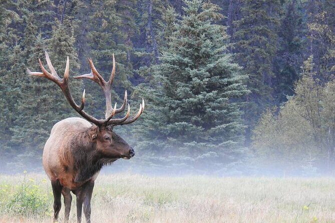 Wildlife Wild Skies: Jasper Planetarium Combo - Final Thoughts