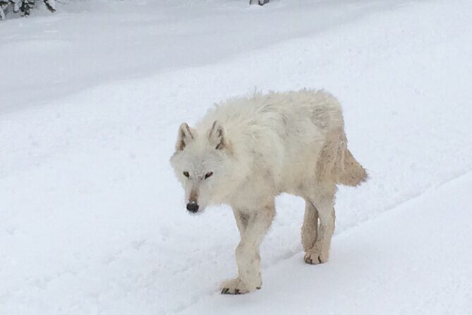 Wildlife & Wolf Private Tour with Lunch - Key Points