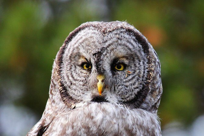 Wildlife & Wolf Private Tour with Lunch - Frequently Asked Questions (FAQs)