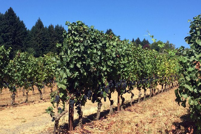 Willamette Valley Wine & Whisky - The Sum Up: Is It Worth It?