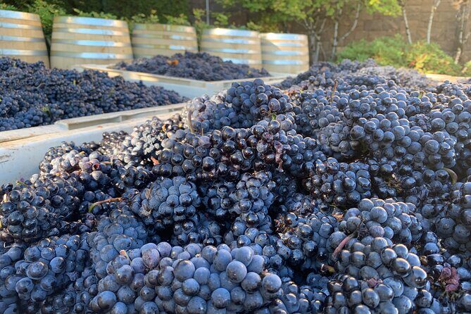 Willamette Wine Tour from McMinnville (Tasting Fees Included) - A Detailed Look at the Willamette Valley Wine Tour from McMinnville