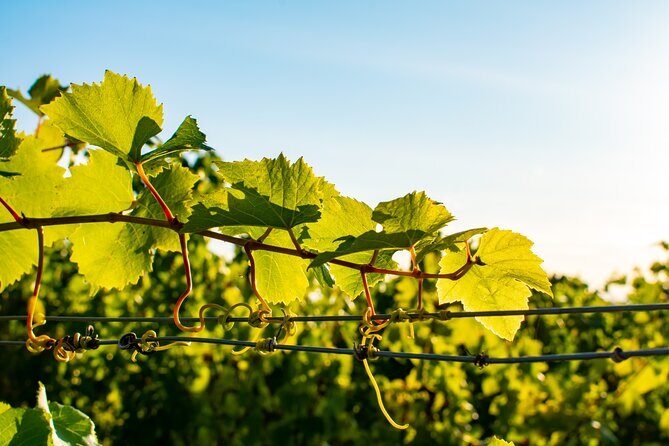 Willamette Wine Tour from Newberg (Tasting Fees Included) - A Detailed Look at the Willamette Wine Tour