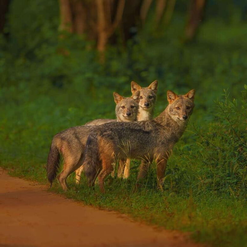 Wilpattu: All Inclusive Private Full-Day Jeep Safari 12h - The Experience: An In-Depth Look at Wilpattu Safari