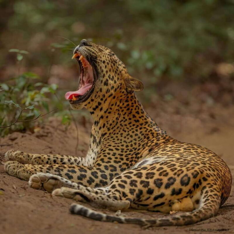 Wilpattu: All Inclusive Private Full-Day Jeep Safari 12h - Frequently Asked Questions (FAQs)