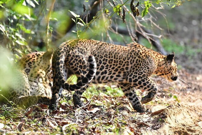 Wilpattu Half Day Safari From Anuradhapura - An Unforgettable Wilderness Experience: Wilpattu Half Day Safari From Anuradhapura