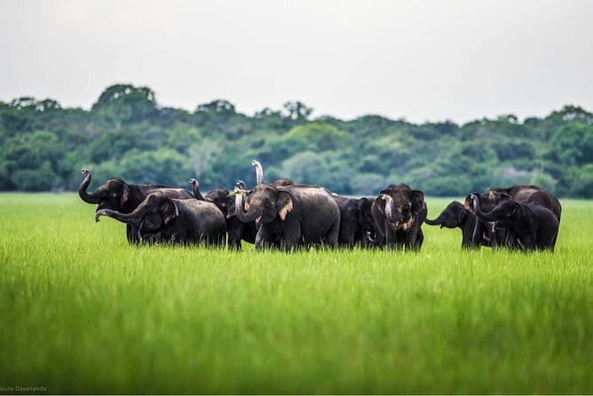 Wilpattu Half Day Safari from Kandy - The Sum Up: Is This Safari Worth It?