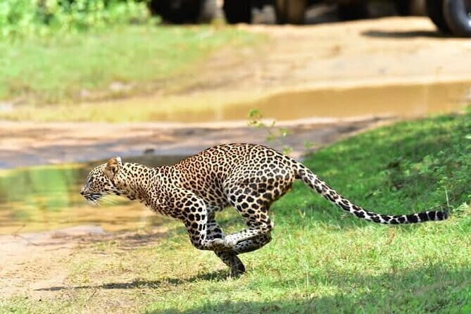 Wilpattu Half Day Safari from Sigiriya - A Close-Up Look at the Wilpattu Half Day Safari from Sigiriya