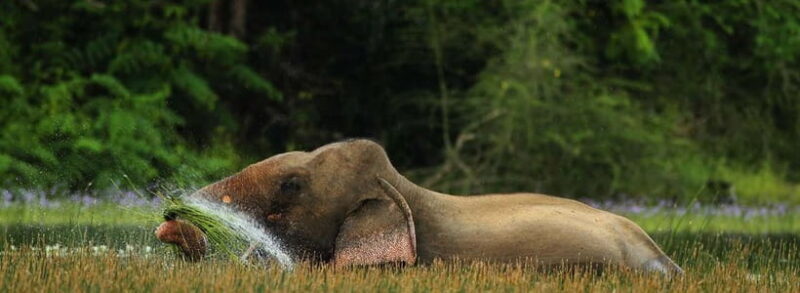 Wilpattu: Jeep Safari Day Tour From Colombo or Negombo - Key Points