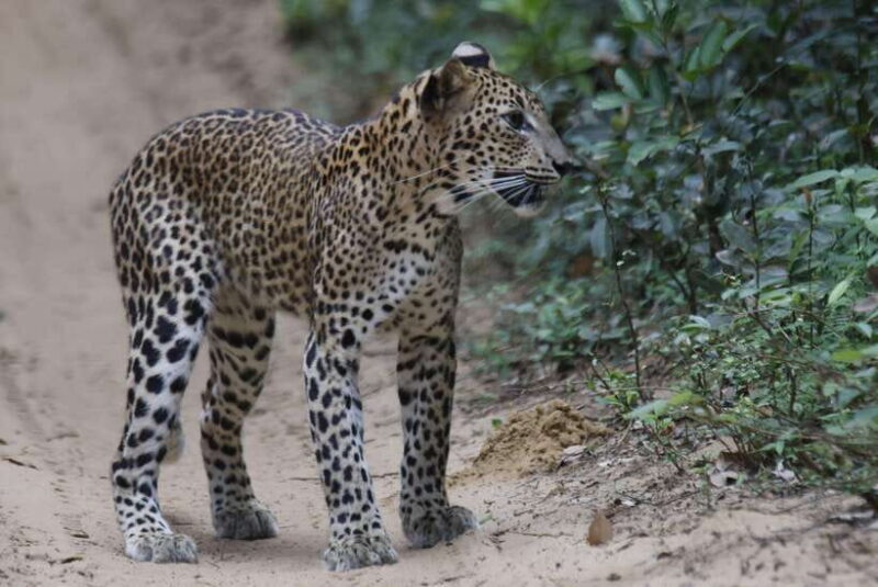 Wilpattu National Park : 5 Hours & 12 Hours Day Tours - FAQ