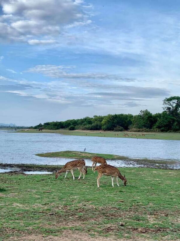 Wilpattu National park - All Inclusive Safari Day Tour - What to Expect: Wildlife and Landscapes