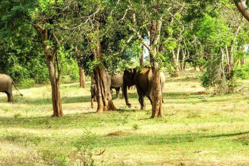 Wilpattu National park - All Inclusive Safari Day Tour - Authenticity and Guide Expertise