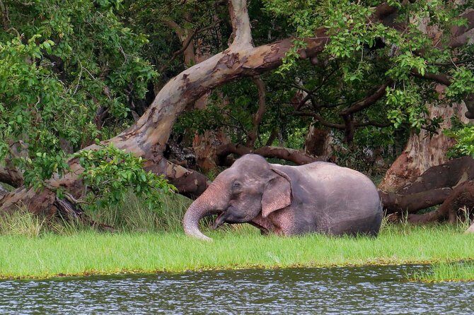 Wilpattu National Park Entrance Ticket with Private Safari - Key Points