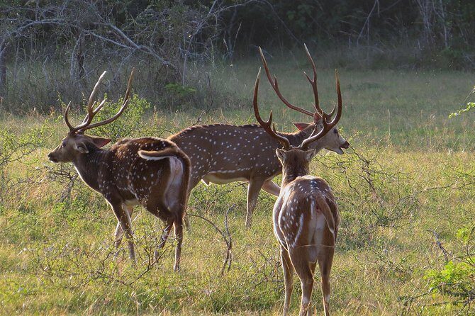 Wilpattu National Park Entrance Ticket with Private Safari - Who Should Choose This Experience?