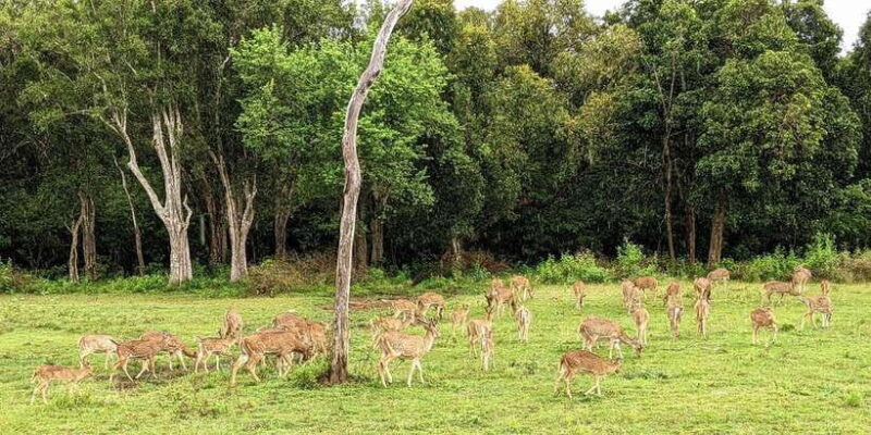 Wilpattu National park : Full day Safari (06:00am - 18:00pm) - Discover Wilpattu National Park: A Full-Day Safari Adventure