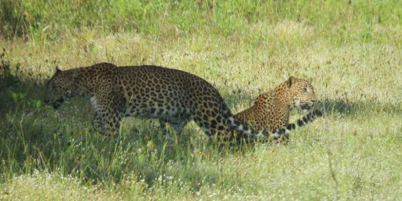 Wilpattu National park : Full day Safari (06:00am - 18:00pm) - Key Points