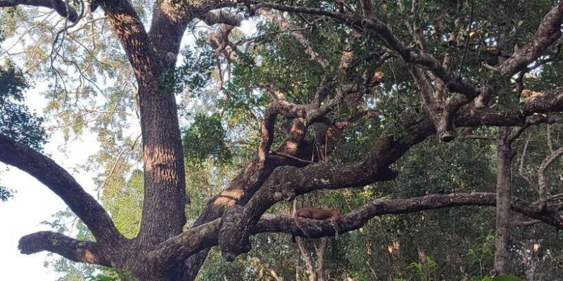 Wilpattu National park : Full day Safari (06:00am - 18:00pm) - The Value of This Safari Experience