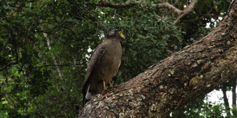 Wilpattu National park : Full day Safari (06:00am - 18:00pm) - The Sum Up