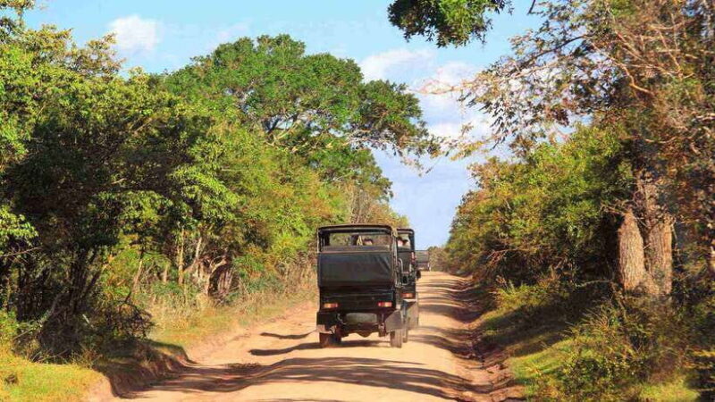 Wilpattu National Park: Full-Day Safari From Trincomalee - Key Points