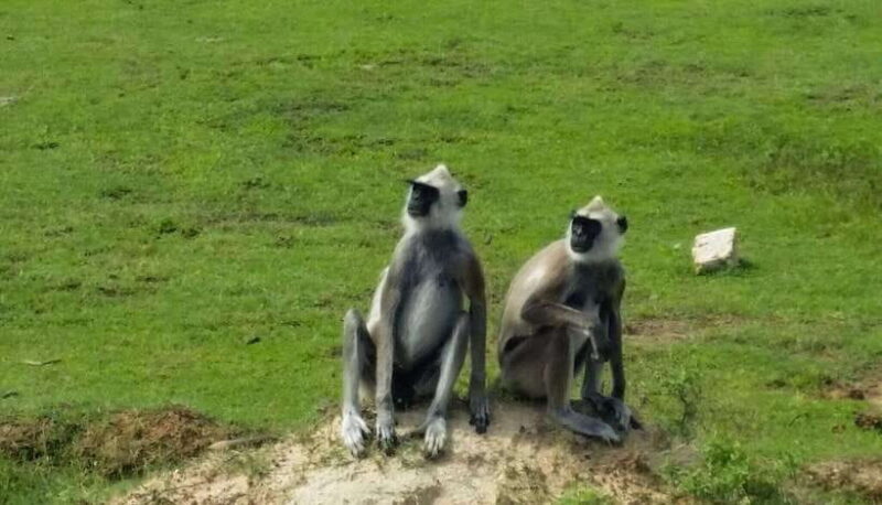 Wilpattu National Park: Full-Day Safari From Trincomalee - Who Will Enjoy This Tour?