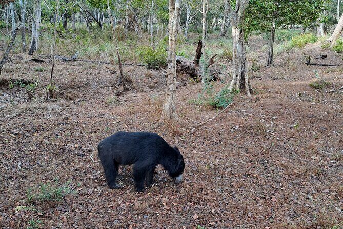 Wilpattu National Park Guided Tour in a Safari Jeep Ride - Key Points