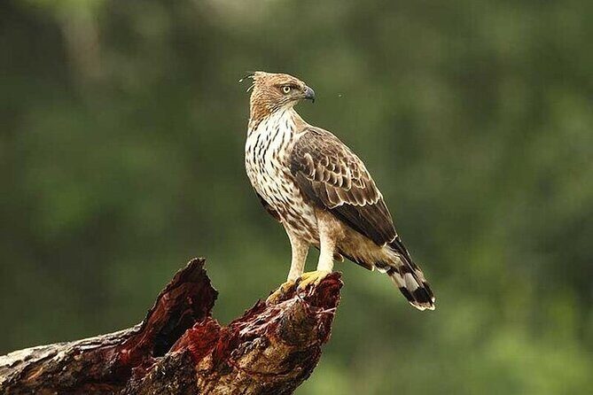 Wilpattu National Park Jeep Safari from Negombo / Waikkal (All Inclusive) - Who Will Love This Tour?