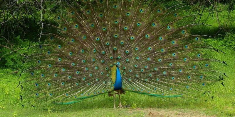 Wilpattu National park - Morning or Afternoon Safari - Final Thoughts