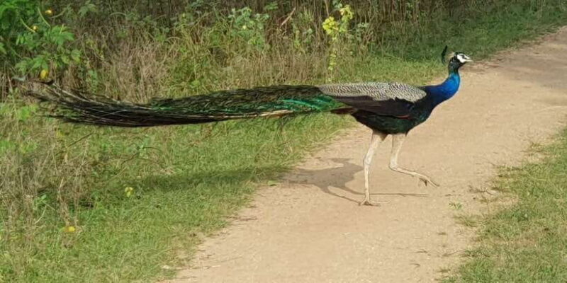 Wilpattu National park - Morning or Afternoon Safari - FAQ