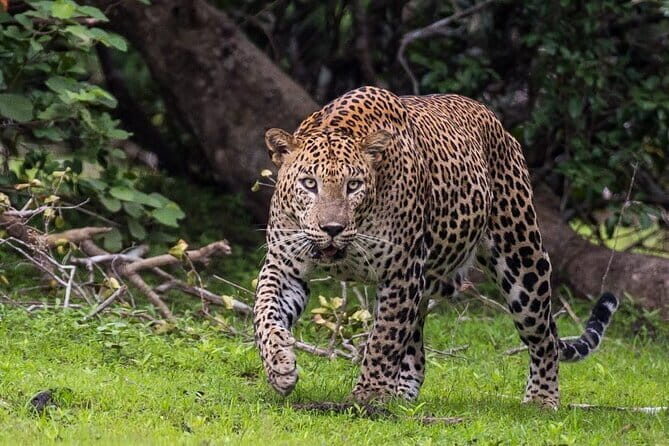 Wilpattu National Park | Private Safari - Exploring Wilpattu National Park | Private Safari Experience