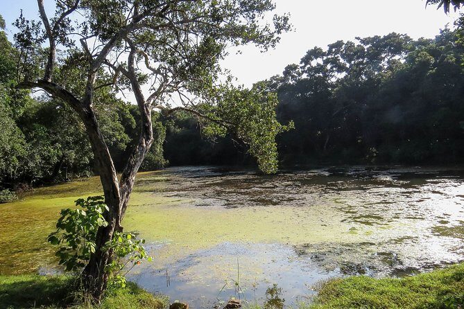 Wilpattu National Park Private Safari - Practical Tips for Booking and Enjoying the Safari