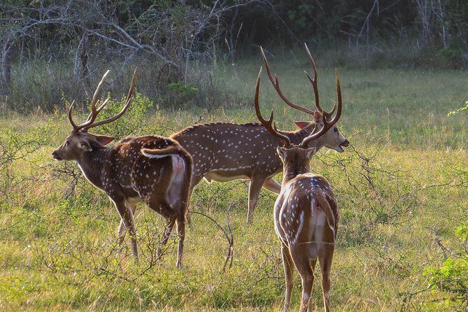Wilpattu National Park Private Safari - Final Thoughts