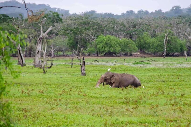 Wilpattu National Park: Private Safari - Key Points