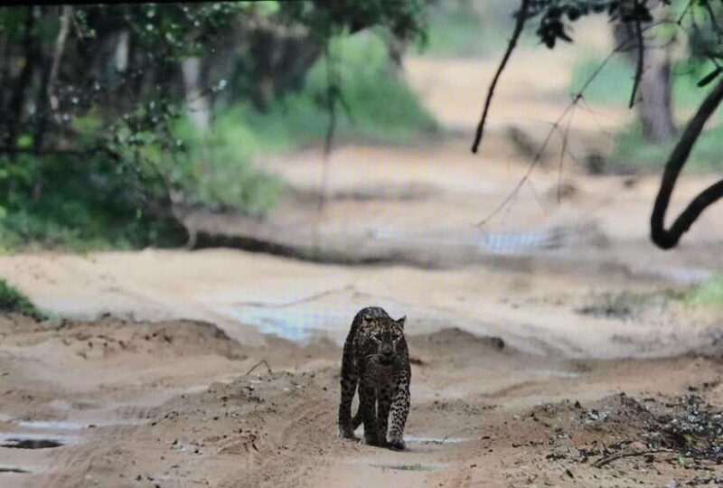 Wilpattu National Park: Private Safari - Who Will Love This Tour?