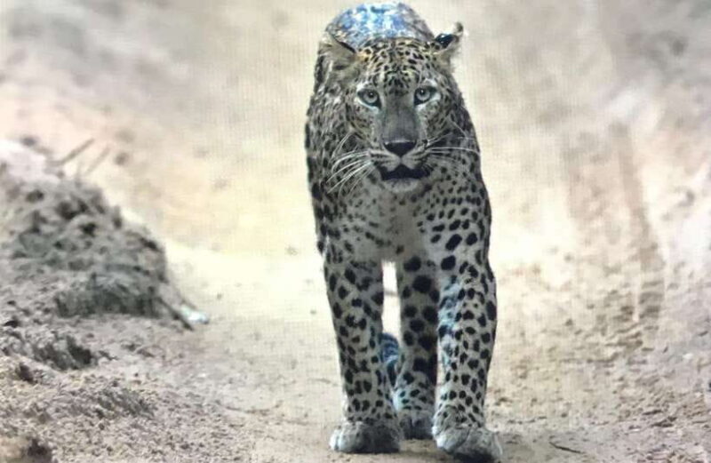 Wilpattu National Park: Private Safari - Practical Tips for Your Safari