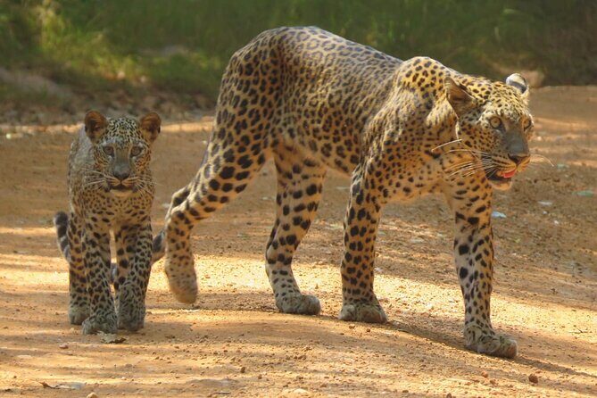 Wilpattu National Park | Private Safari Tours - Exploring Wilpattu National Park: A Private Safari Adventure in Sri Lanka