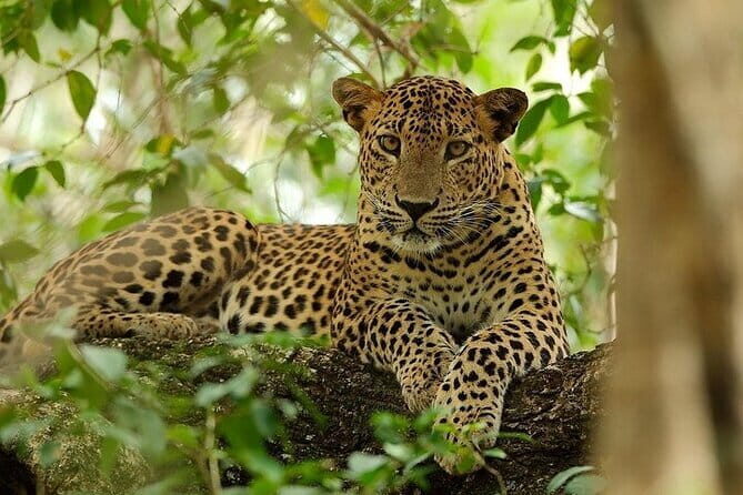 Wilpattu National Park Safari, Budget Tour from Colombo - Key Points