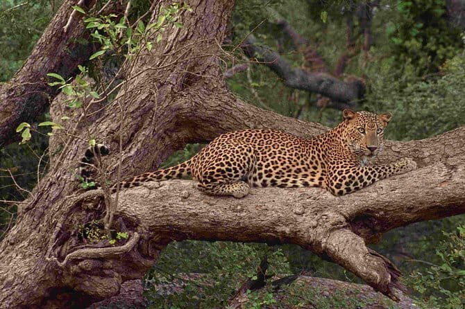 Wilpattu National Park Safari, Budget Tour from Colombo - FAQs