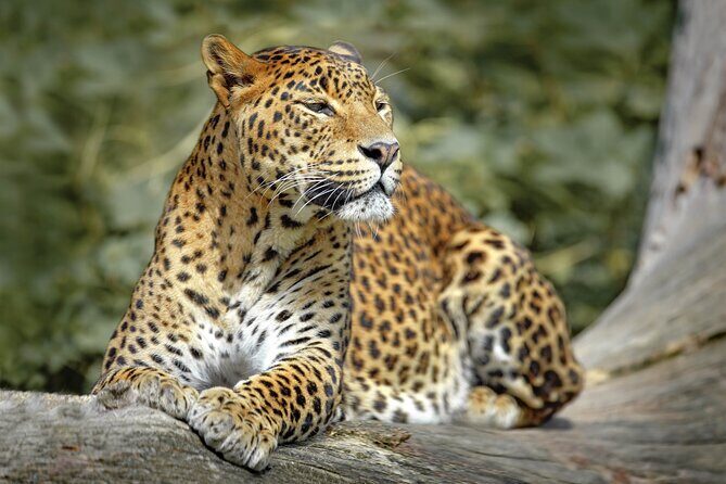 Wilpattu National Park Safari from Dambulla - A Closer Look at the Wilpattu National Park Safari from Dambulla