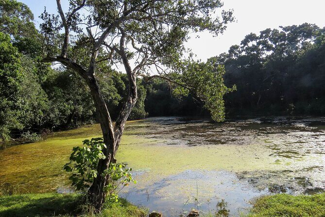 Wilpattu National Park Safari from Dambulla - Who Should Consider This Tour?