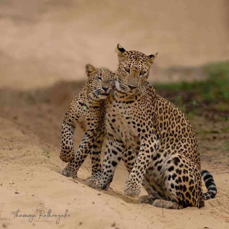 Wilpattu National Park Safari Guided by NATURALIST / RANGER - Experience the Wilderness of Wilpattu National Park with a Guided Naturalist
